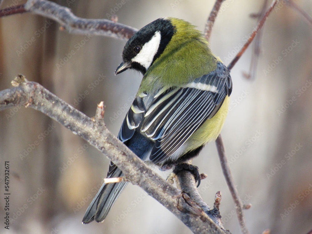 Fototapeta premium a bird