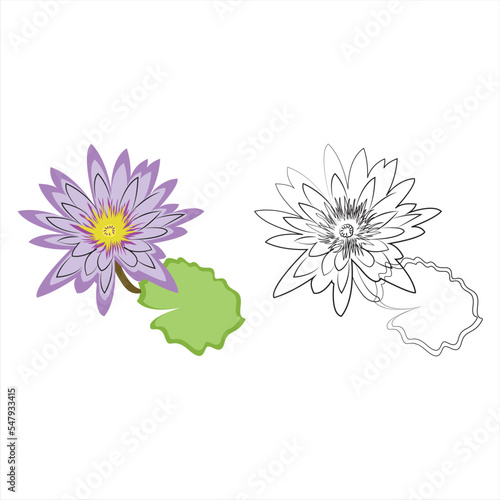 water lily flower on white