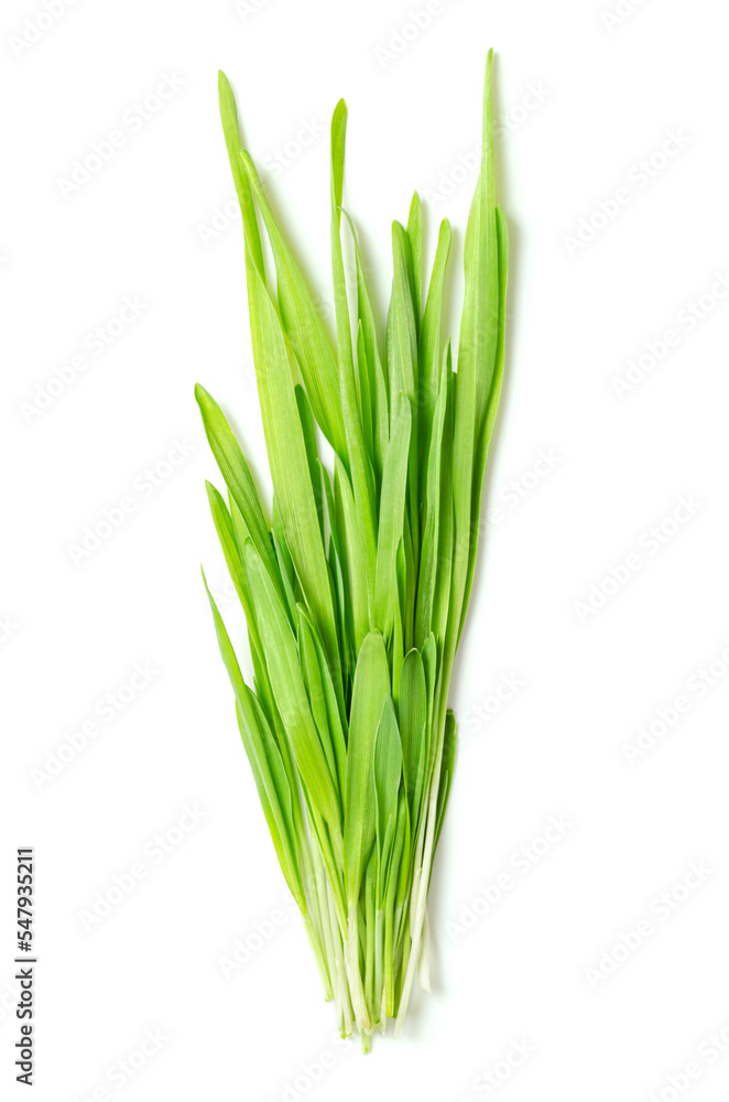Bunch of hulless barley microgreens. Fresh and ready-to-eat seedlings, shoots, monocotyledons and young plants of Hordeum vulgare variation, also known as naked barley, a form of domesticated barley. Bunch of hulless barley microgreens. Fresh and ready-to-eat seedlings, shoots, monocotyledons and young plants of Hordeum vulgare variation, also known as naked barley, a form of domesticated barley.
