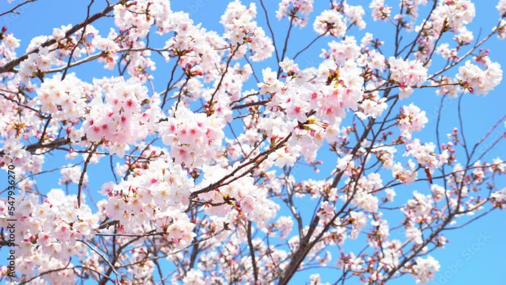 Cherry blossoms in full bloom blowing in wind under the blue sky in spring, Nature or outdoor background, Slow motion, Nobody Cherry blossoms in full bloom blowing in wind under the blue sky in spring, Nature or outdoor background, Slow motion, Nobody