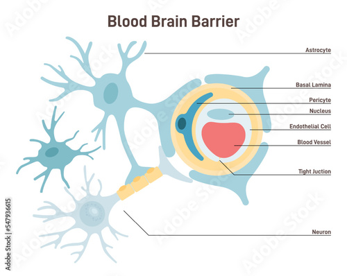 Blood-brain barrier anatomical structure. Semipermeable border that photo