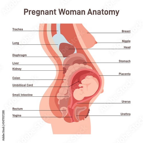 Pregnant woman anatomy. Inner organs location in pregnancy.