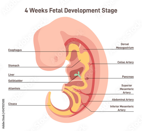 Valokuva Pregnancy development concept. Anatomy of the 4 weeks human