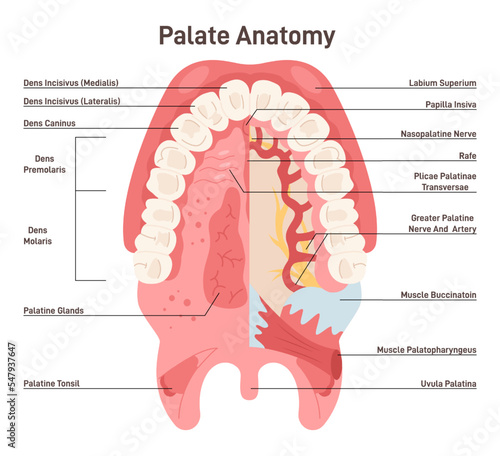 Palate anatomy. Human oral cavity. Inferior surface of upper jaw structure