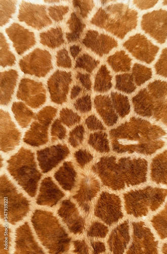 Photography giraffe Texture