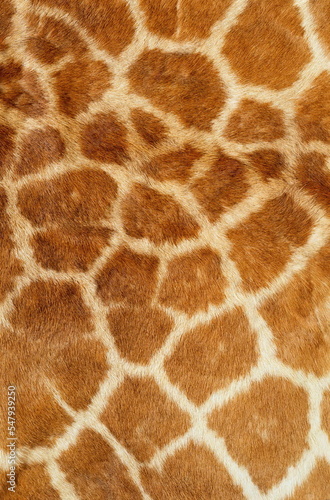 Canvas Print giraffe texture