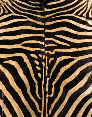 zebra skin texture