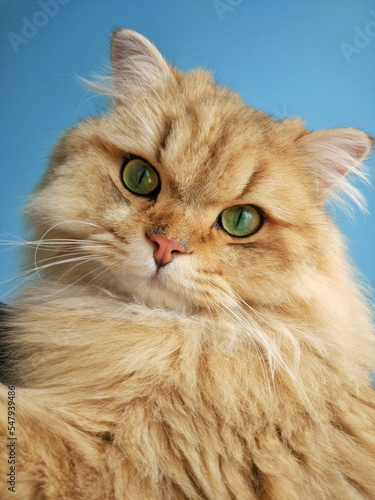 Fluffy ginger British longhair cat portrait close up. Cute cat looking at camera on blue background. 