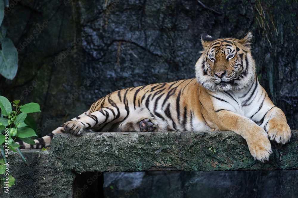 Close up bengal tiger is beautiful animal and dangerous in forest Close up bengal tiger is beautiful animal and dangerous in forest