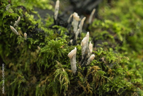 Close up of Candlesnuff Fungus (Xylaria hypoxylon)