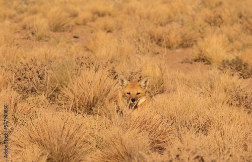 An Andean Fox Sunbathing Happily in the Ichu Grass Field of Atacama Desert, Los Flamencos National Reserve, Northern Chile, South America photo