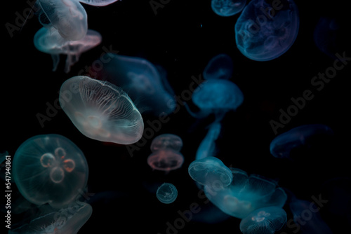 Fototapeta Naklejka Na Ścianę i Meble -  jellyfish under water