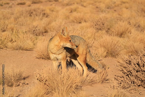 An Andean Fox Grazing in the Foothill of Atacama Desert, Los Flamencos National Reserve, Northern Region of Chile, South America photo