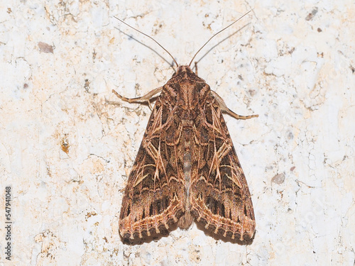 Mediterranean Brocade (Spodoptera littoralis)