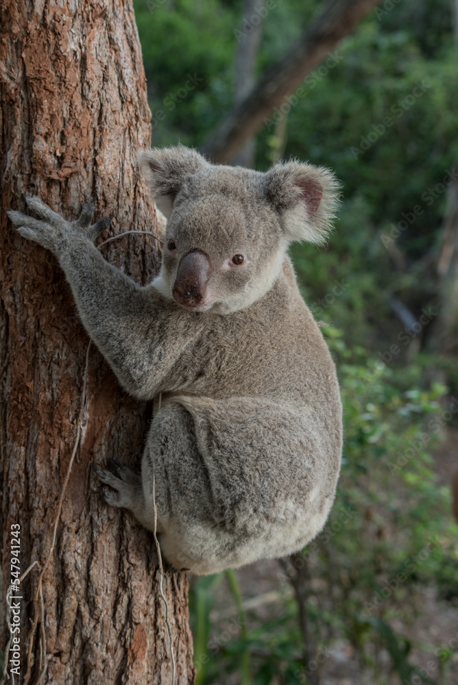 Naklejka premium wild koala in national park of australia