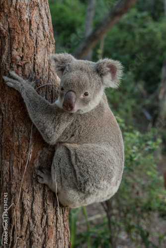 wild koala in national park of australia © Justolas