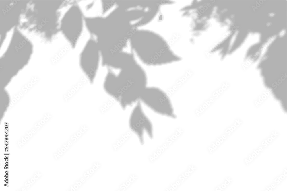Summer background shadows from elm leaves on a white wall. White and black background for overlay on mockup