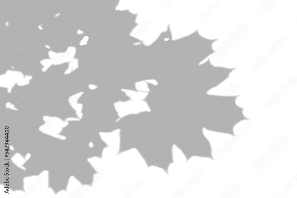 Summer background shadows from the foliage of a tree maple on a white ...