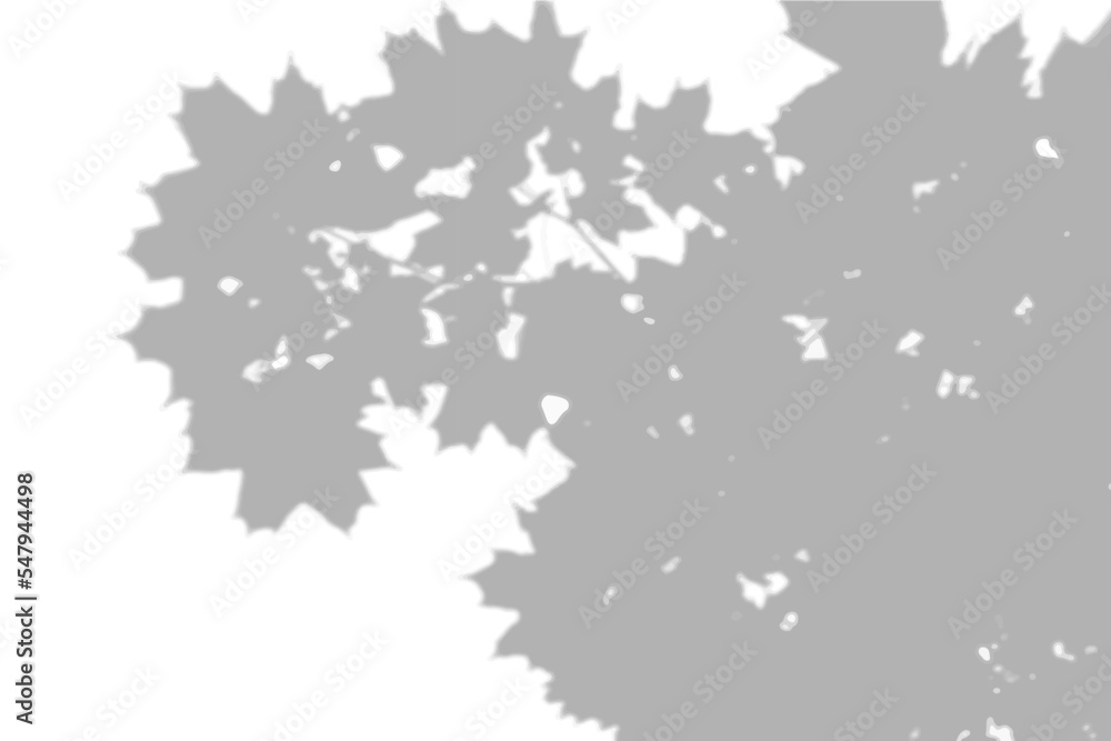 Summer background shadows from the foliage of a tree maple on a white wall. White and black background for overlay on mockup Summer background shadows from the foliage of a tree maple on a white wall. White and black background for overlay on mockup