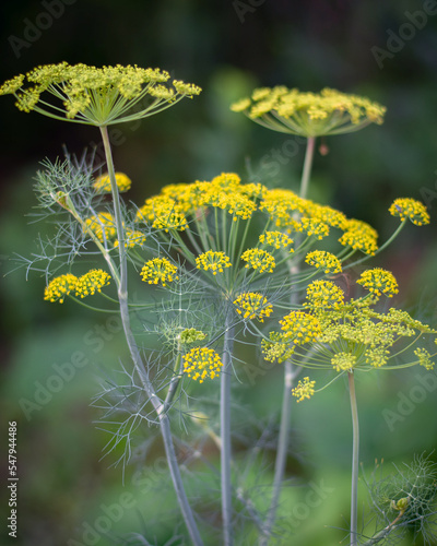 Fennel