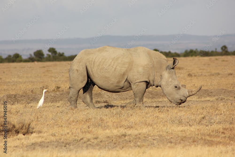Obraz premium white rhino walking in the savannah
