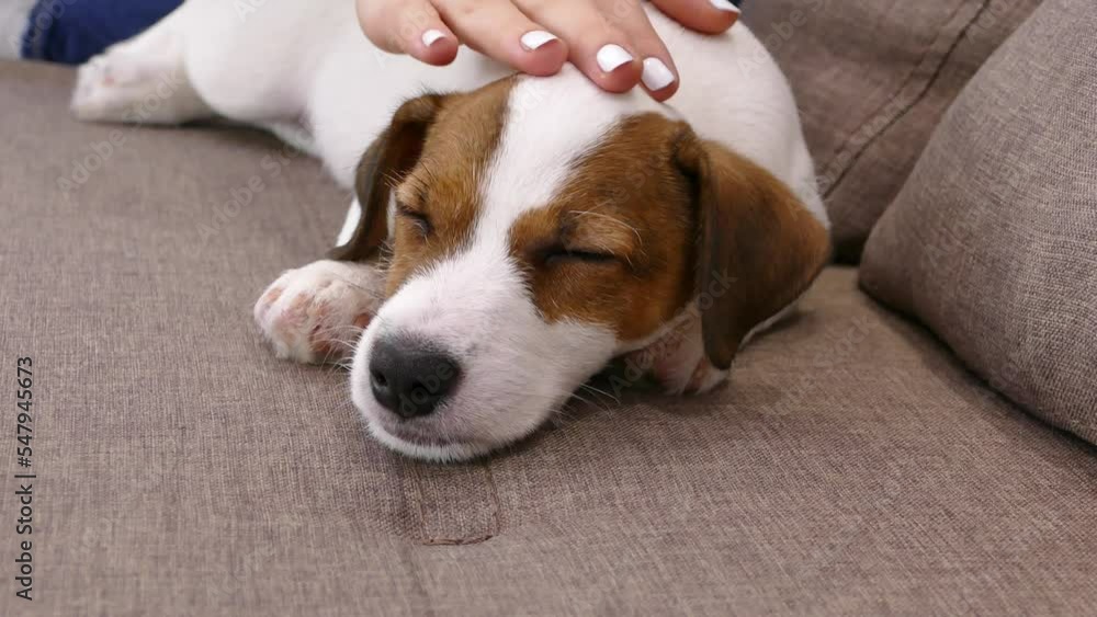 Muzzle of a Jack Russell puppy. Stroke with hand dog's head. Pet on sofa at home. Muzzle of a Jack Russell puppy. Stroke with hand dog's head. Pet on sofa at home.