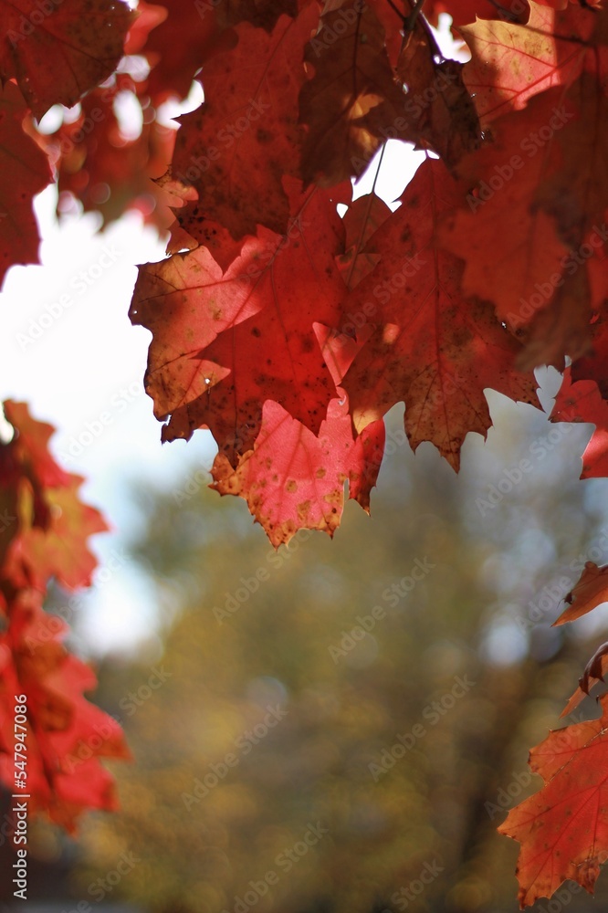 Fototapeta premium red maple leaves