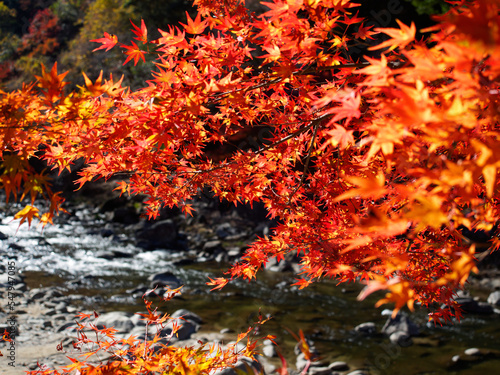 Red autumn leaves and river of Korankei. Korankei is a valley near Nagoya reputed to be one of the best spots for autumn leaves in Japan.	 photo