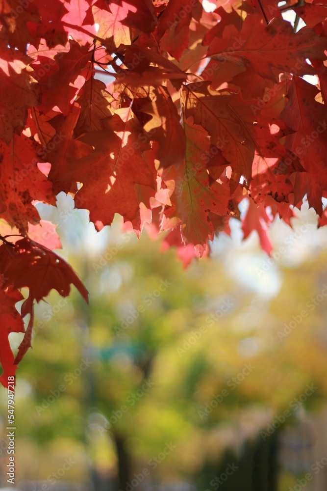 Fototapeta premium red maple leaves