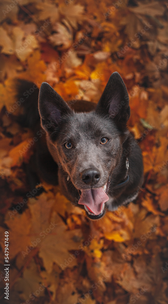 Gray dog with a white spot on his chest in the autumn forest Gray dog with a white spot on his chest in the autumn forest