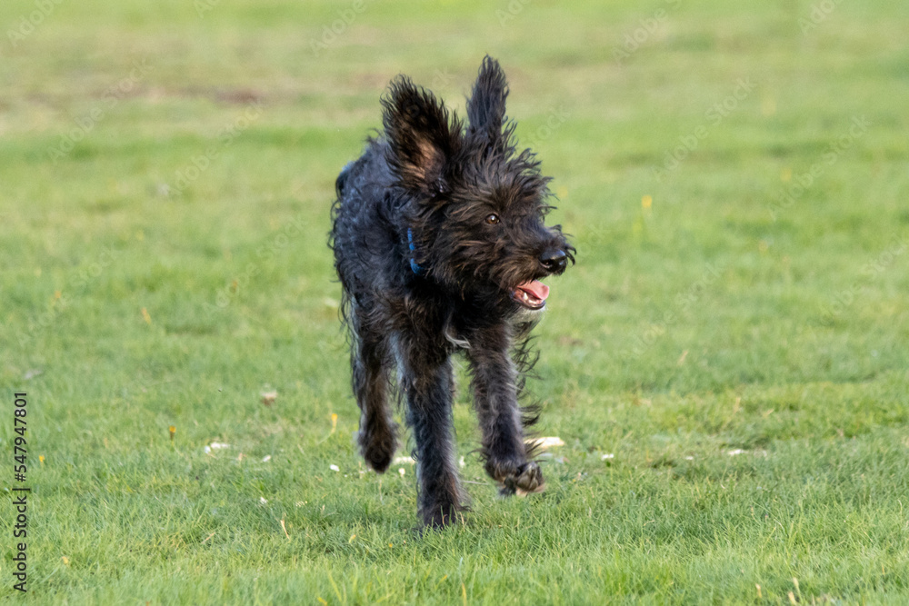 Bordoodle dog puppy running in the park Bordoodle dog puppy running in the park