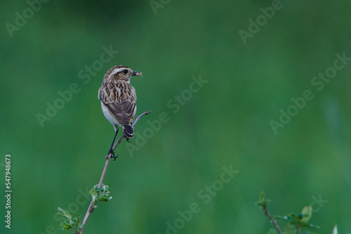 Braunkehlchen Weibchen	 photo