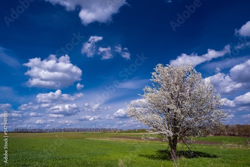 old sour cherry tree in generous blossom shine in the sun  small white flowers and buds on thin twigs  heavy cloud on April spring morning  wheat field  feeling nature concept  peace in Europe