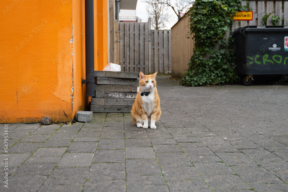 Cat in the street
