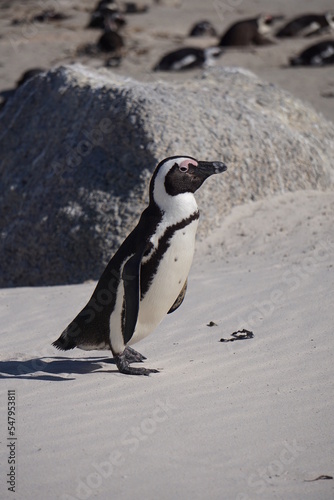 South African Penguin in Simon s Town