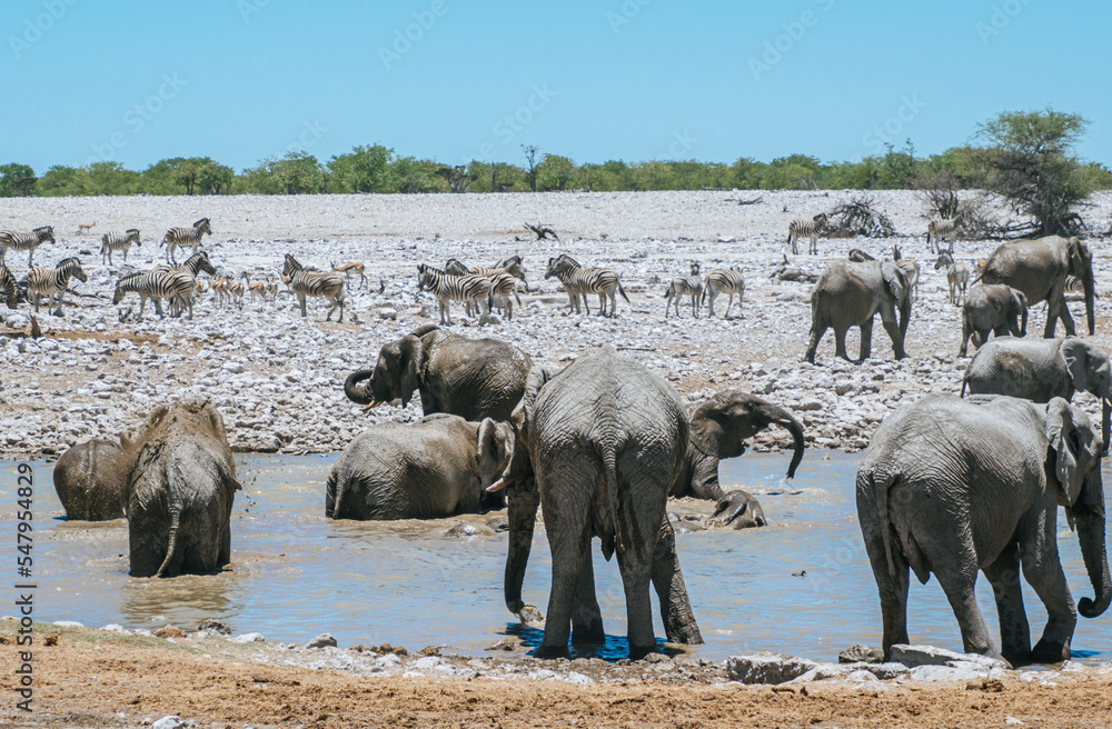 Obraz premium elephants at waterhole at Etosha National Park