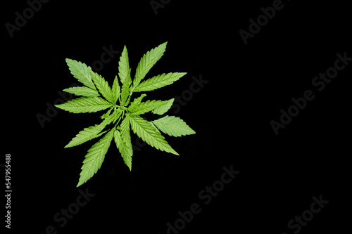 Close up of healthy feminized cannabis sativa plant cloned by cutting with dark background. First stage of growth after transplanting.	