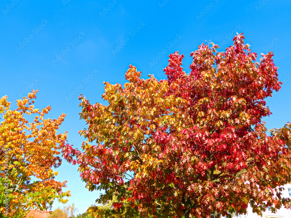 Naklejka premium Die Farben der Blätter im Herbst