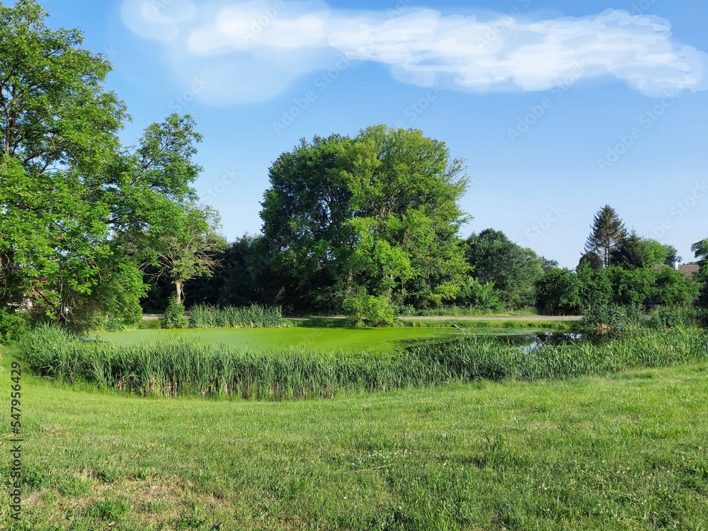 Obraz premium Village pond covered with the Lemna minor plant, which covers the entire surface. Lemna minor common duckweed or lesser duckweed