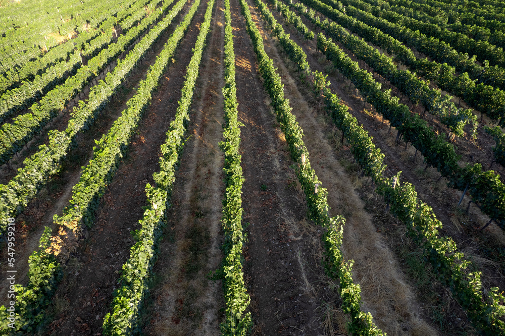 Aerial view of the rows of a vineyard Tuscany Italy Aerial view of the rows of a vineyard Tuscany Italy