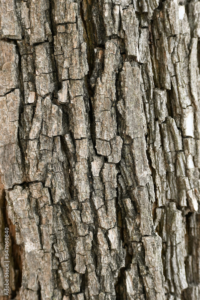 Fondo con detalle y textura de superficie de corteza de arbol con grietas y tonos marrones Fondo con detalle y textura de superficie de corteza de arbol con grietas y tonos marrones