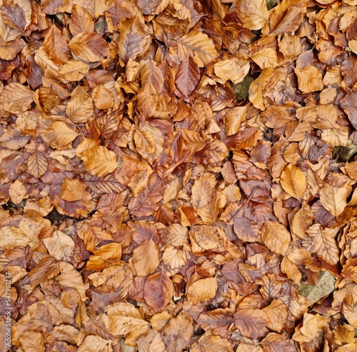 Fondo natural con detalle y textura de multitud de hojas en tonos marrones y estilo de otoño