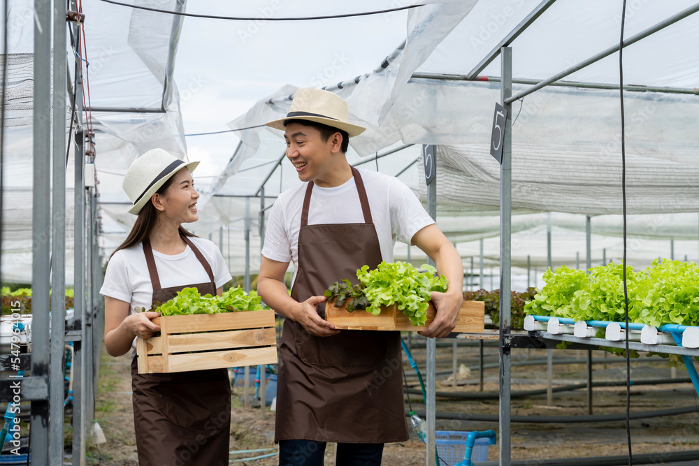 Obraz premium male and female couple Asian family picking vegetables Happy inspecting your own hydroponic vegetable garden.