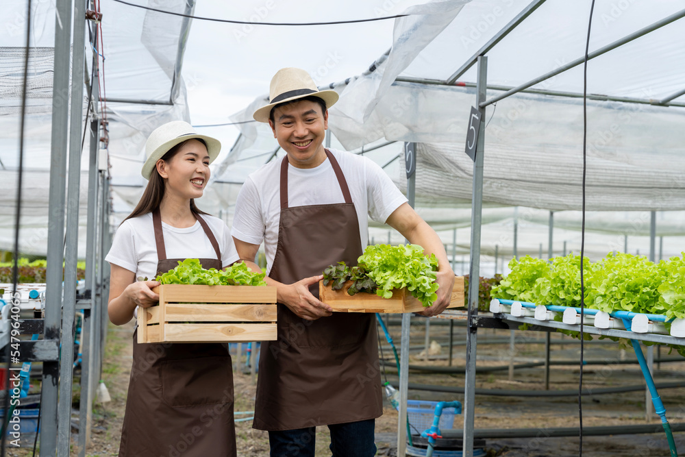 male and female couple Asian family picking vegetables Happy inspecting your own hydroponic vegetable garden. male and female couple Asian family picking vegetables Happy inspecting your own hydroponic vegetable garden.