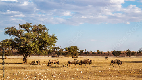 Wildlife scenery with blue wildebeest and african oryx in Kgalagadi transfrontier park, South Africa