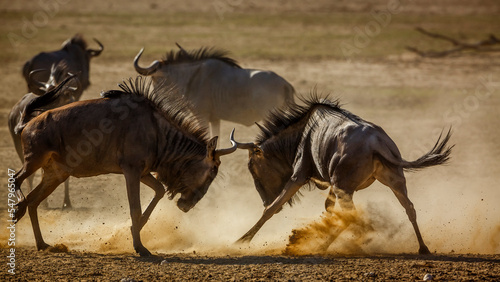 Two Blue wildebeest dueling in sand dry land in Kgalagadi transfrontier park  South Africa   Specie Connochaetes taurinus family of Bovidae