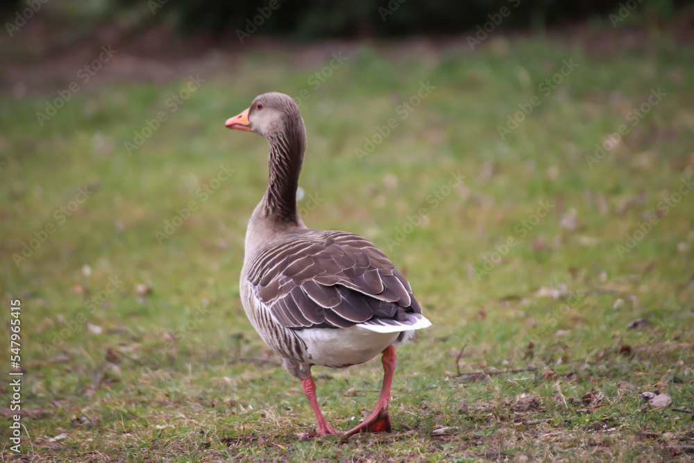 Eine Graugans an einem Teich in einem Dorf.
Eine Graugans an einem Teich in einem Dorf.