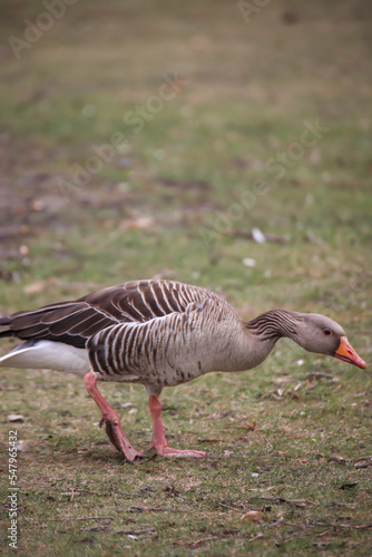 Eine Graugans an einem Teich in einem Dorf.
