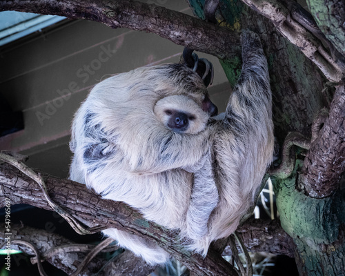 Sloth bear and her offsrpitng are hugging and siting on the tree