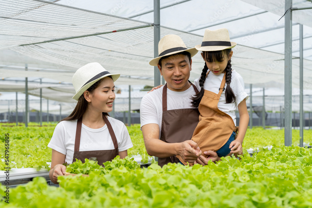 Asian family father, mother and daughter picking vegetables. Happy inspecting your own hydroponic vegetable garden. Asian family father, mother and daughter picking vegetables. Happy inspecting your own hydroponic vegetable garden.